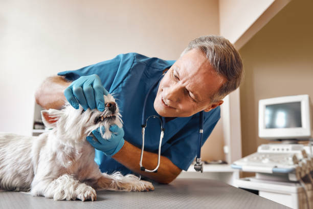 Best Weekend Emergency Dentist in Barnhart, MO